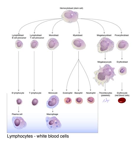 Blood cell lineages | Hematology and oncology | Pathology | Achievable ...