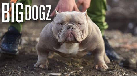 The Muscular Micro-Bully With $10,000 Pups | BIG DOGZ - PetsBlogLive