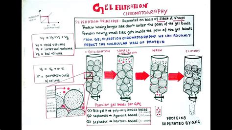 Gel Filtration Chromatography - YouTube