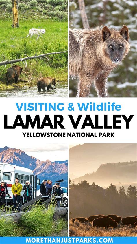 lamar valley yellowstone Yellowstone Hikes, Yellowstone National Park ...