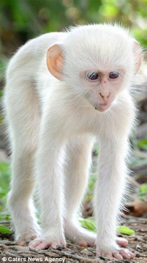 White Chimpanzee Amazing Animals, Unusual Animals, Animals Beautiful, Strange Animals ...