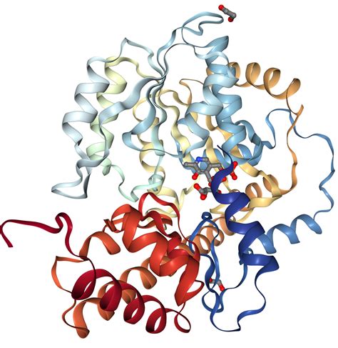 Aspartate Aminotransferase Protein Overview | Sino Biological