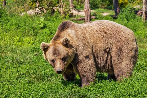 Himalayan Brown Bear Facts, Habitat, Population, Pictures