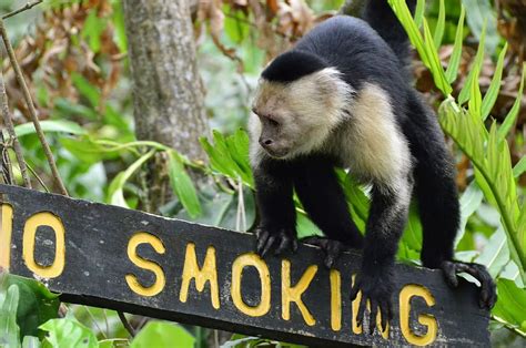 HD wallpaper: costa rica, capuchin, puerto viejo, text, communication ...