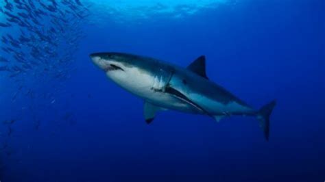 The Great White Shark Adaptations - Behavioral, Structural ...