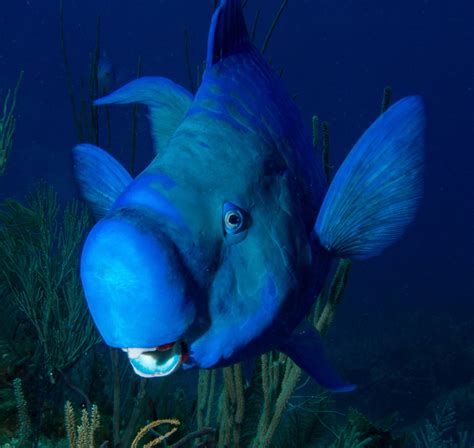 Smiling Blue Parrot Fish Notecard, Underwater Photography - Etsy