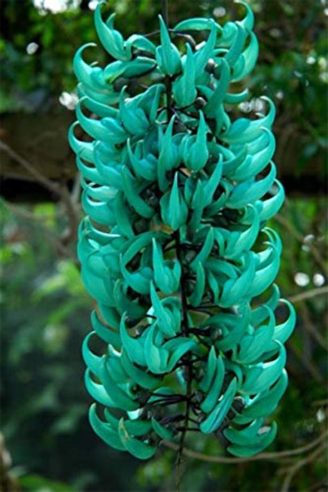 Rare Endangered Jade Vine 'Strongylodon Macrobotrys' | Etsy