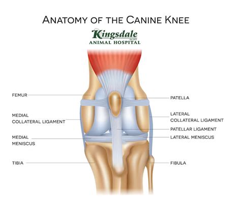 Medially Luxating Patella In Dogs And How To Treat It | Kingsdale Animal Hospital