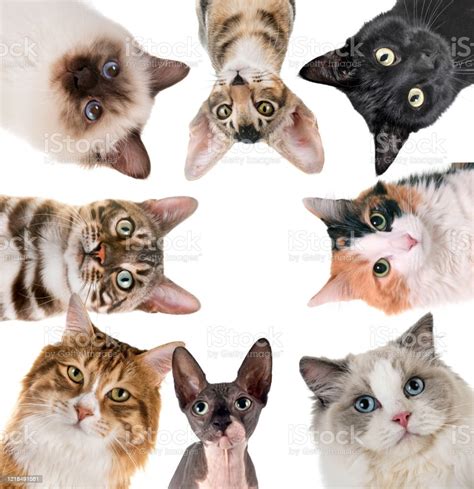 Group Of Cats Stock Photo - Download Image Now - Ragdoll Cat, Black Color, Domestic Cat - iStock