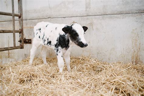 "Holstein Belgian Blue Cross Calf In A Pen In A Barn" by Stocksy Contributor "Suzi Marshall ...