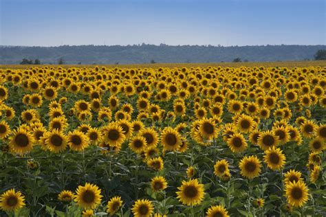 A sunflower field in Ukraine, outside of Odessa. | Sunflower fields ...