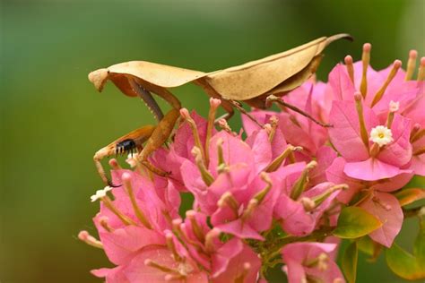 Premium Photo | Dead leaf mantis insect showing its camouflage