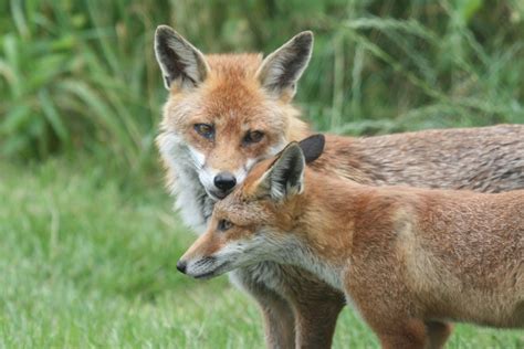 "Foxes in the New Forest" by Roger Hatley at PicturesofEngland.com