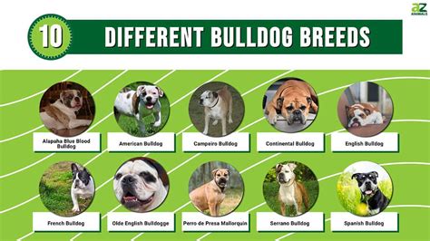 Bulldog Breeds Which Types Make The Very Best Pets