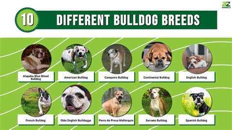 10 Different Bulldog Breeds - AZ Animals