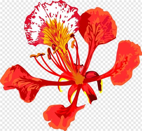 red and white peacock flower art, Royal poinciana Flower Tree Floral emblem Drawing, flowers ...