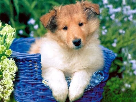 most 10 cute baby dog pictures - the best