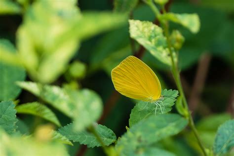 Neotropical Butterflies - Pieridae