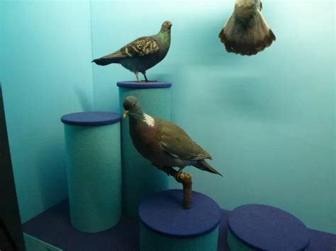 Natural History Museum (Geneva) - Visitor Information & Reviews