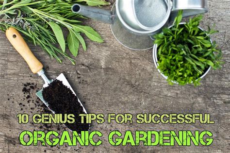 10 Genius Tips For Successful Organic Gardening