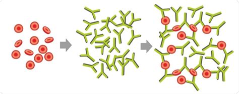 An Overview of Hemagglutination