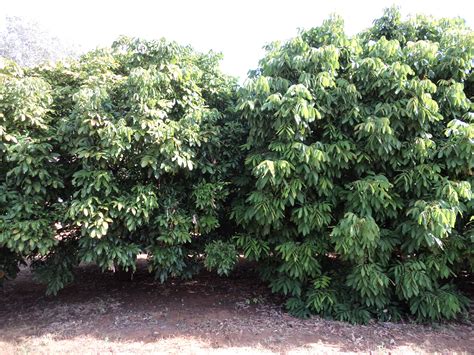 Growing Lychee Fruit Tree