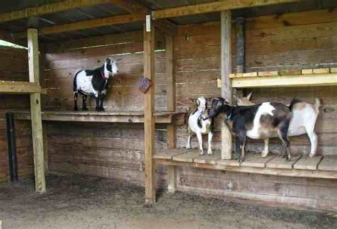 Goat shed design and pictures