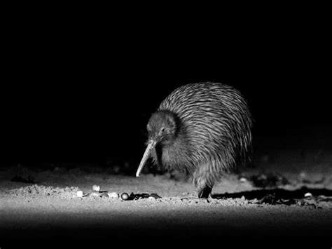 Kiwi Spotting on Stewart Island - Beaks & Feathers