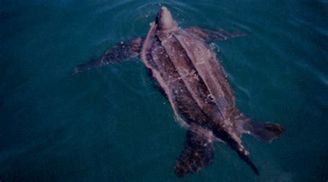 Leatherback Sea Turtle | Legacy | Virginia Institute of Marine Science