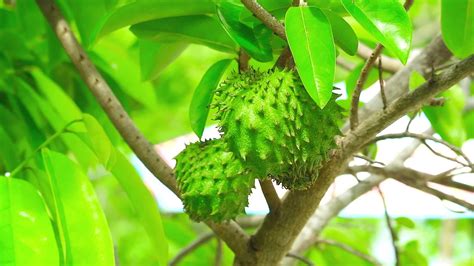 Young fruit of raw durian is green. Because of the right climate, durian likes hot and humid ...