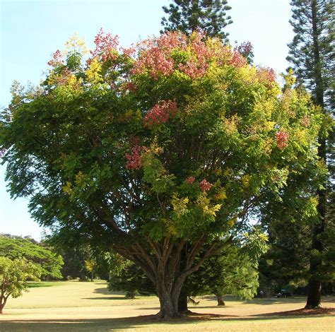 Summer Flower: Summer Flowering Trees