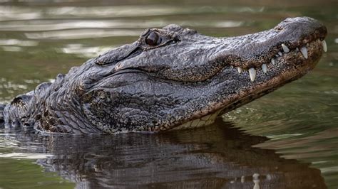 Pet alligator in Pennsylvania gets loose, seen swimming in river | wtsp.com