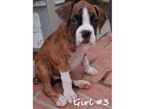 8 beautiful boxer puppies for adoption Fresno - Puppies for Sale Near Me