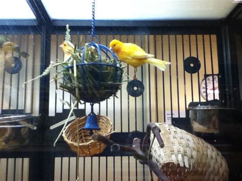 two yellow birds sitting on top of cages in a caged area with other items