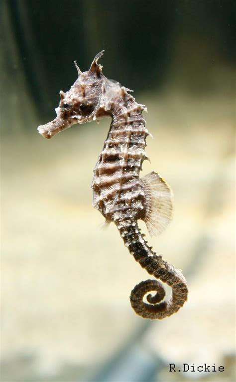 Freshwater seahorse, Seahorse, Breeds