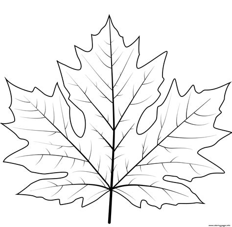 Big Leaf Maple Leaf Coloring page Printable