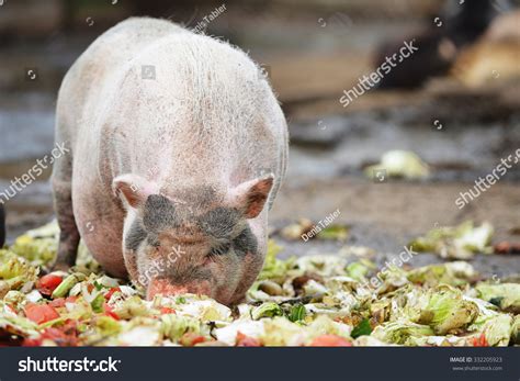 Pigs Eating From Feeding Trough In Zoo Stock Photo 332205923 : Shutterstock