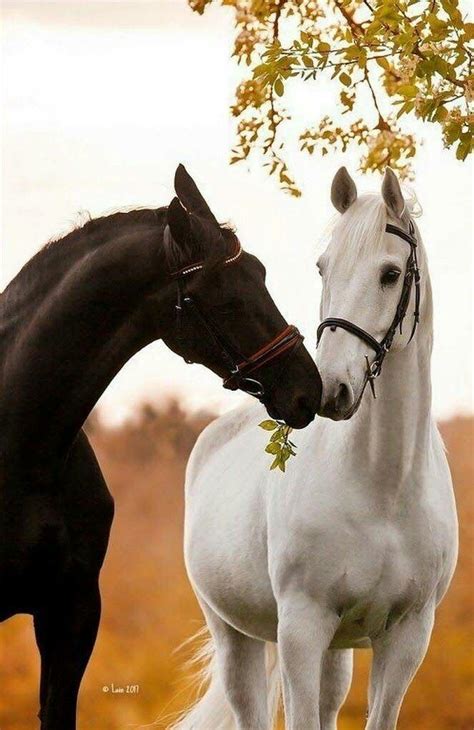 Beautiful Black Horse with a beautiful White Horse | Most beautiful ...