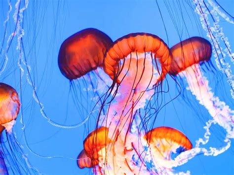 Jellyfish Sting: Symptoms, Treatments, and More