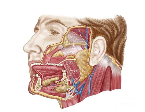 Anatomy Of Human Salivary Glands Digital Art by Stocktrek Images