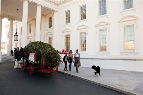 The White House Christmas Tree Arrives | whitehouse.gov