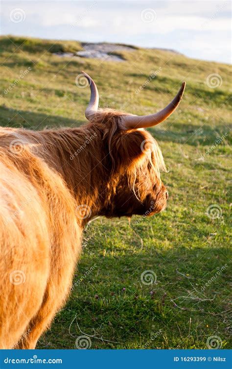 Furry Galloway Cow With Horns Stock Image - Image of highlands, brown: 16293399