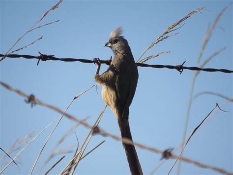 memorable meanders: Speckled Mousebird