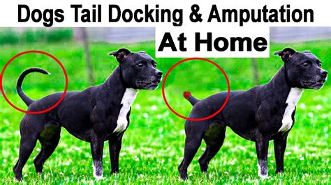 how to dogs Tail docking and amputation at home | cut dog tail 1-2 days ...