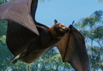 Spectacled Flying Fox | Planet Zoo Wiki | Fandom