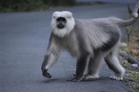 Himalayan Gray Langur | ENSURE IAS