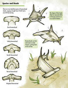 Types of hammerhead sharks | Animals | Hammerhead shark, Shark, Shark facts