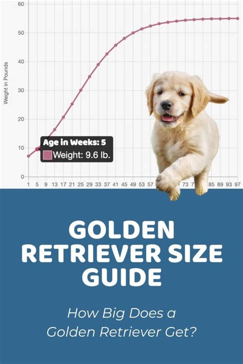 Interactive Golden Retriever Growth Chart and Calculator - Puppy Weight ...