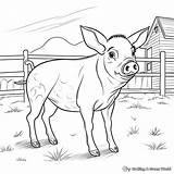 Pig Coloring Pages  Free & Printable sketch template