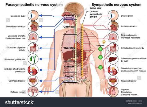 873 Parasympathetic Nervous System Images, Stock Photos, 3D objects ...